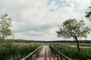 Explore the tranquil beauty of a wooden boardwalk amid lush greenery and serene pond in Çatalca, İstanbul.